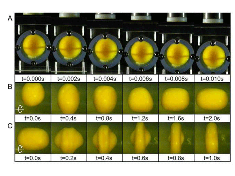Researchers Use Eggs To Model Concussion and to Better Understand Sudden Impact Brain Injuries Reactions of the egg yolk under the translational impact.