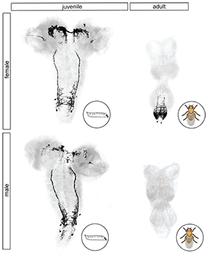 The image shows the juvenile and adult central nervous system from a female and male fly. The image shows the juvenile and adult central nervous system from a female and male fly.