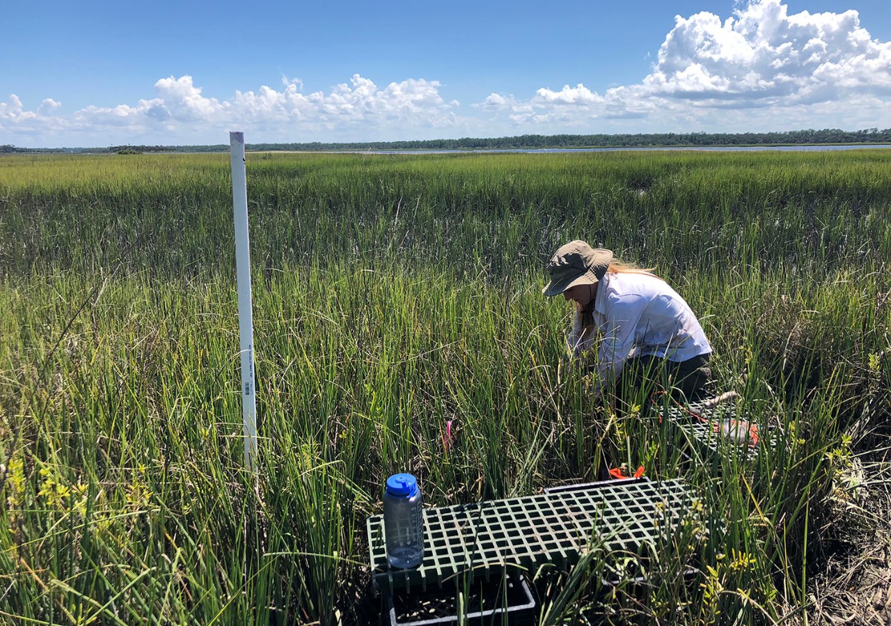 Graduate student in Biology collecting data in a tidal marsh Graduate student in Biology collecting data in a tidal marsh