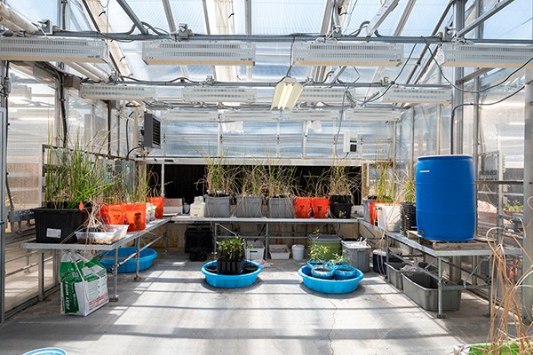 An interior view of the Villanova greenhouse (zone two)