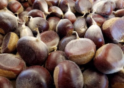 Chestnuts are packed with nutrients, and the decline of the American species removed an important food source for wild and domestic animals. Image courtesy of The American Chestnut Foundation. Chestnuts are packed with nutrients, and the decline of the American species removed an important food source for wild and domestic animals. Image courtesy of The American Chestnut Foundation.