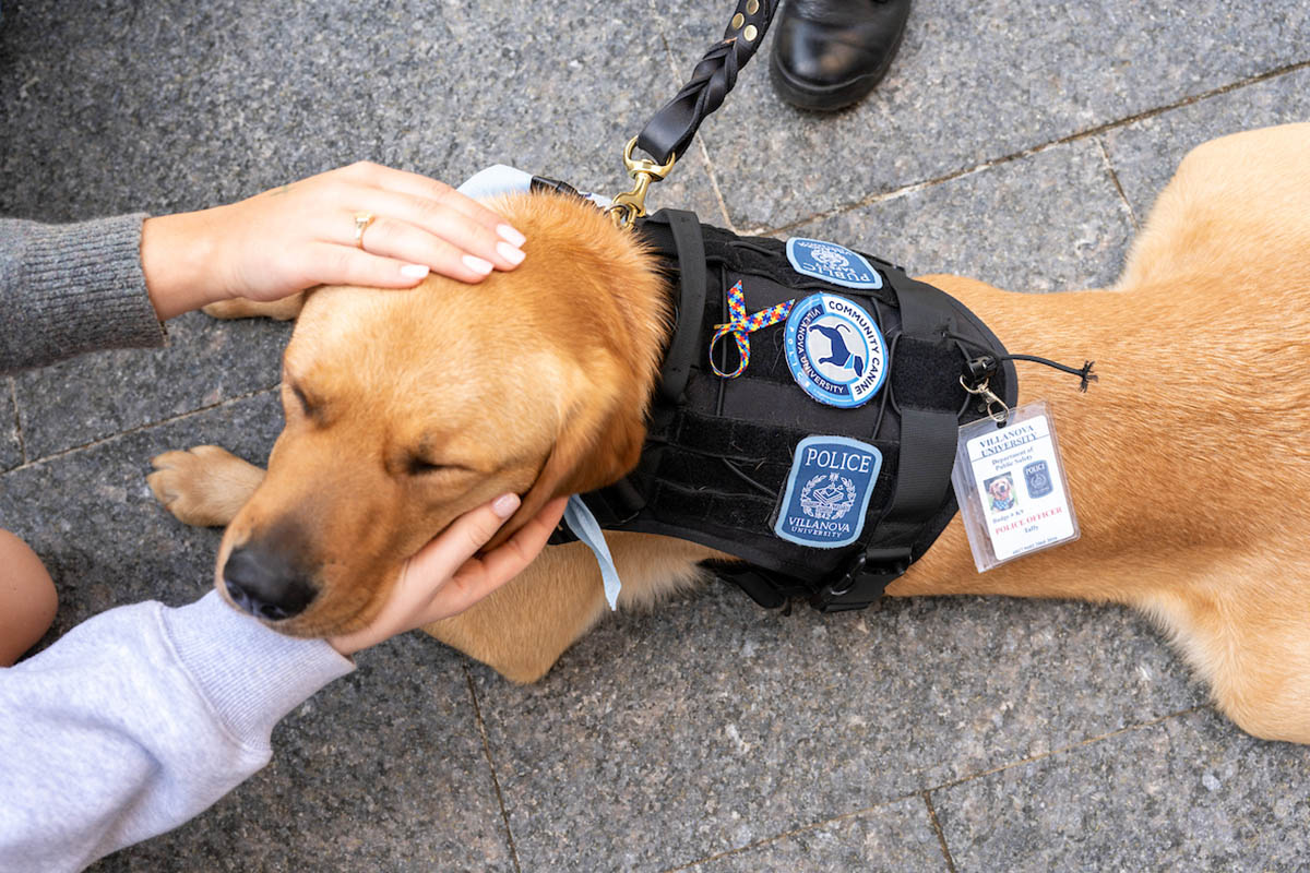 Taffy laying on the ground being pet